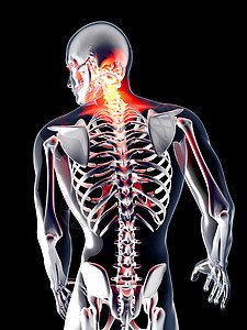 解剖学  背派骨干脊柱脖子脊椎椎骨学习伤害身体教育躯干图片