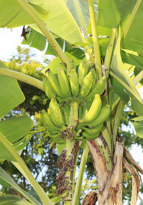 香蕉树种植园食物农场热带植物学维生素生长香蕉环境水果图片