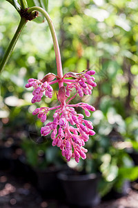 美迪拿大米花花紫色枝形放大镜花瓣团体吊灯背景植物群叶子植物图片