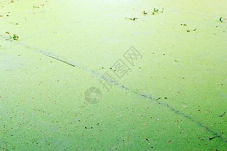 水杂草海洋阴影岩石气泡环境植物群浮游盐水沼泽粘液图片