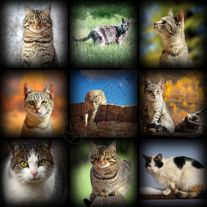 收集猫猫图像图片