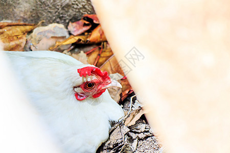 鸡犯规尾巴翅膀红色农场公鸡宠物母鸡家畜梳子图片