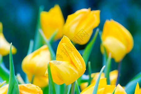 黄色郁金香生日季节假期植物植物群庆典美丽花瓣花店礼物图片