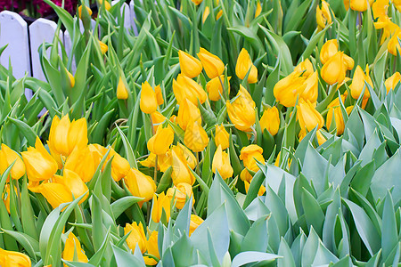 黄色郁金香生日礼物美丽庆典植物问候语花束花瓣花店季节图片