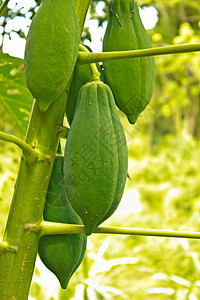 木木谷奶奶利岛种植园水果热带情调生产树干叶子食物图片
