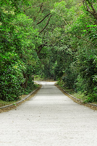 穿过森林的荒地道路沥青国家天空城市街道交通阳光运输运动戏剧性图片