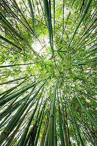 竹子作为背景封闭花园环境文化热带生长植物艺术叶子森林园艺图片
