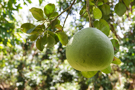 波梅洛绿色果园甜点食物热带水果橙子情调生长市场图片