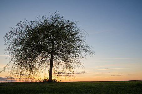日落时的孤树孤独美丽草地场地植物自由天空绿色环境蓝色图片