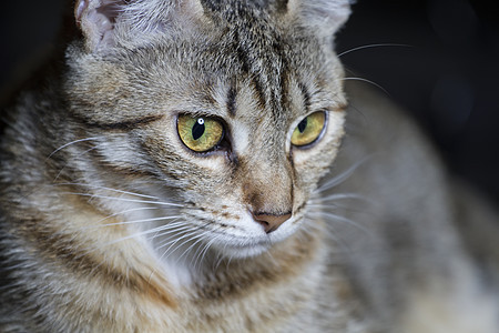 宠物 可爱的常见猫毛发鼻子哺乳动物条纹食肉眼睛尾巴小猫房子猫咪晶须图片