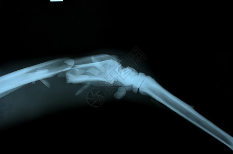 动物的X光照片骨骼医疗辐射空腔保健兽医射线组织医院电影图片