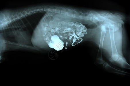 动物的X光照片宠物胸部卫生肋骨医院电影器官脊柱辐射组织图片