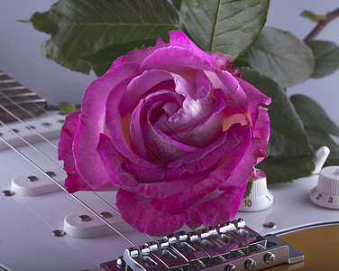 玫瑰和吉他细绳花瓣艺术黑色声学乐器植物红色叶子音乐图片