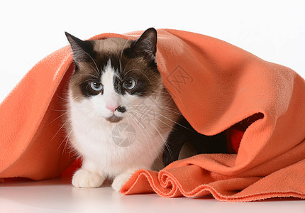 猫咪躲在毯子下图片