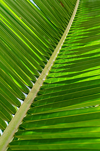 棕榈假期气候条纹叶子涟漪画幅宏观摄影热带绿色热带雨林图片