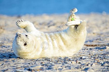 婴儿灰海豹在海滩上放松白色荒野海岸小狗沙地沙丘海藻新生毛皮哺乳动物图片