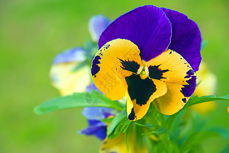 兵团生物植物生物学植物学花朵阳台蓝色眼睛花瓣花期图片