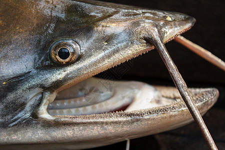 牧鱼牙齿鱼尾黑色健康饮食饮食鲶鱼淡水图片