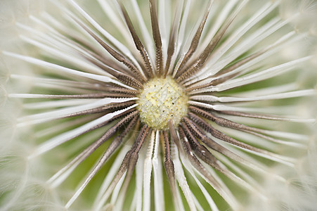 Dandelion种子帽准备飞走降落伞植物宏观种子图片