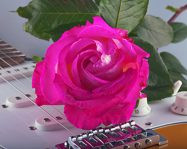玫瑰和吉他黑色乐器植物声学音乐叶子花瓣红色艺术细绳图片