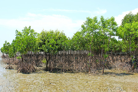 海岸红树林植物天线情调荒野通体公园丛林森林土地植物群红树图片