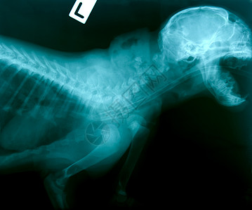 动物的X光照片骨骼身体组织射线医院辐射医疗兽医宠物卫生图片