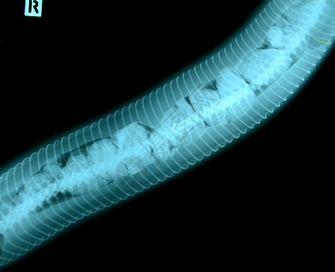 动物的X光照片卫生电影植物医院辐射兽医医疗组织宠物身体图片