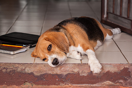 沉睡 beagle图片