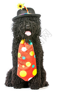 狗狗小丑宠物黑色戏服外套工作室家畜帽子胡须小狗人性化图片