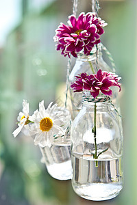 小瓶子里的鲜花花朵花瓣玻璃生日雏菊紫色粉色花瓶图片