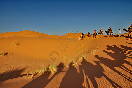 摩洛哥Merzouga沙漠骆驼的影子沙丘动物太阳橙子假期大篷车文化冒险旅行火车图片