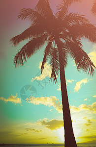 Retro 原型夏威夷棕榈树图片