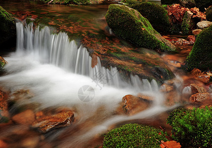 春溪公园叶子绿色苔藓荒野风景石头植物森林运动图片