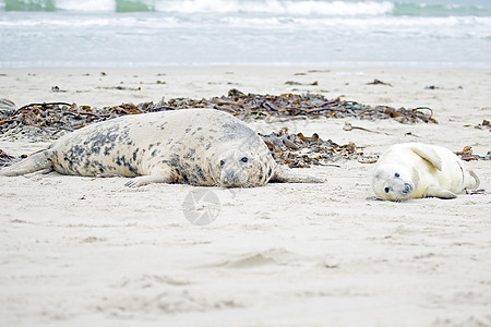 母亲和婴儿海豹在海滩上新生毛皮白色妈妈小狗动物海藻海岸荒野沙地图片