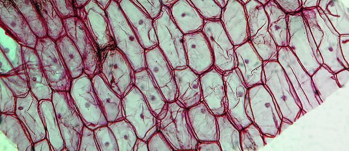 洋葱皮层显微镜幻灯片表皮微图光显微实验室显微皮肤宏观研究照片图片