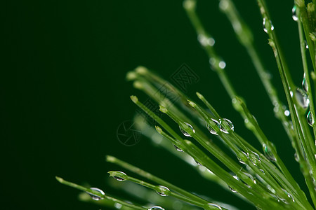 带水滴的新鲜新植物飞沫环境雨滴草本香附生态液体植物学树叶宏观图片