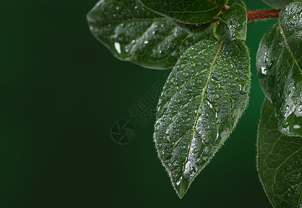 粉色水背景带水滴的新鲜叶子季节绿色宏观液体树叶环境植物学植物雨滴生态背景