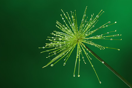 带水滴的新鲜新植物植物学宏观环境绿色生态草本季节香附野穗液体图片