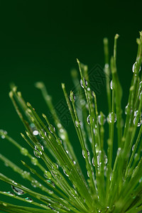 带水滴的新鲜新植物草本香附雨滴宏观生态季节环境树叶液体绿色图片