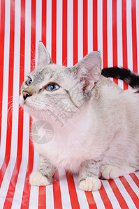 小猫白色宠物红色灰色条纹鼻子动物哺乳动物蓝色眼睛图片