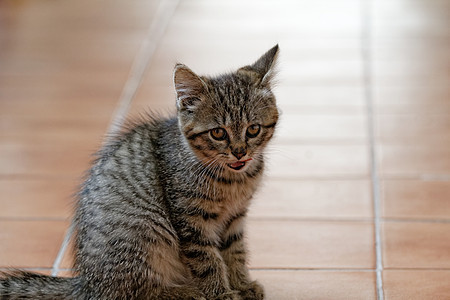 小猫咪虎斑哺乳动物荒野生物胡须宠物爪子猫科动物野生动物猫咪图片