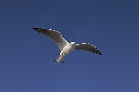 空中飞海鸥图片