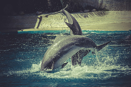 冲浪 海豚从海水中跳出来图片