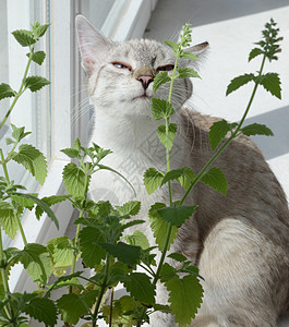 猫快感植物动物小猫草本猫科树叶草药哺乳动物叶子图片