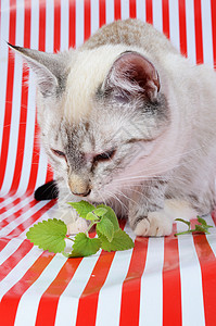 小猫和小猫咪灰色白色薄荷树叶芳香草本植物红色快感宠物绿色图片