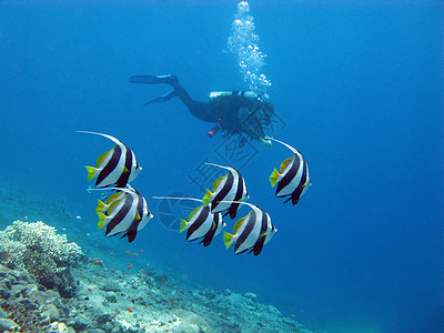 热带海洋中含黄油鳍鱼类的潜水船图片