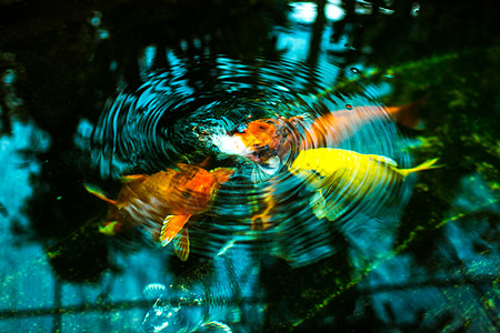 圆环植物橙子食物水池团体静物黑色鲤鱼反射生活图片