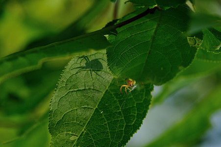 蜘蛛和变自我科学几何学网络动物陷阱昆虫丝绸宏观打猎植物图片