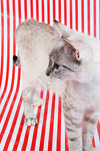 小猫鼻子哺乳动物动物眼睛宠物红色条纹蓝色灰色白色图片