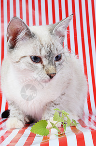 小猫和小猫咪哺乳动物白色快感绿色鼻子树叶药品宠物动物条纹图片
